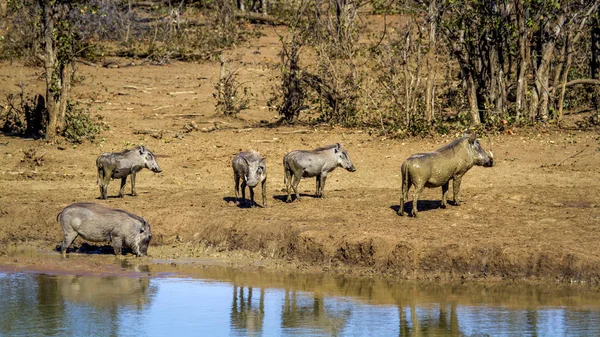 ortak yaban domuzu Kruger National park, Güney Afrika