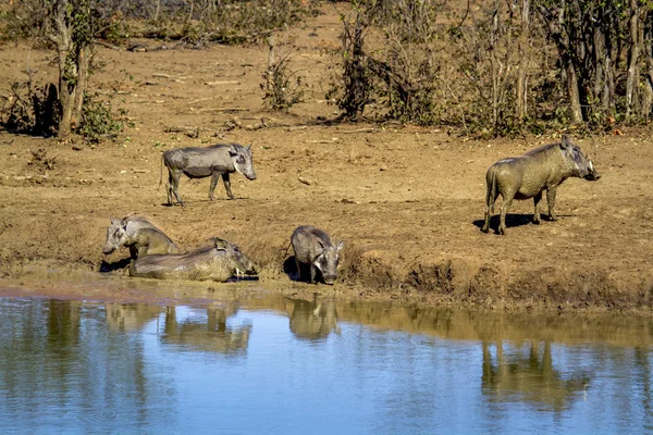 常见的疣猪在南非克鲁格国家公园 — 图库照片