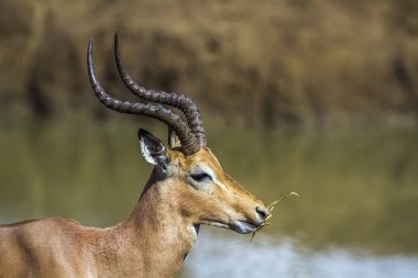 Ortak Impala Kruger National park, Güney Afrika