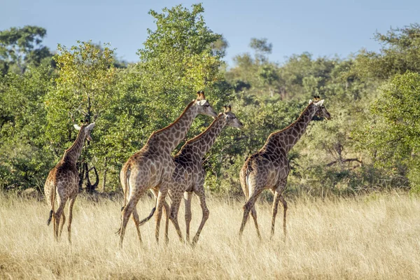 Giraffe in Kruger National park, South Africa — Stock Photo, Image