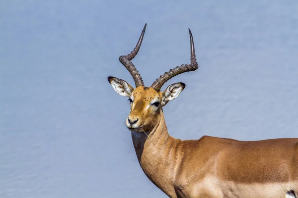 Společné Impala v Krugerův národní park, Jihoafrická republika — Stock fotografie