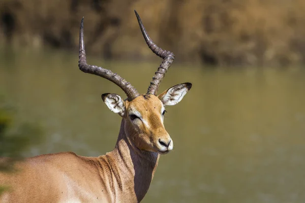 Společné Impala v Krugerův národní park, Jihoafrická republika — Stock fotografie