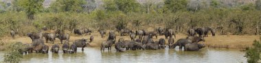 Afrika manda Kruger National park, Güney Afrika