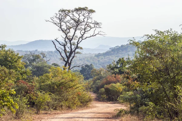 Punda Maria landscape in Kruger National park, South Africa — Stock Photo, Image