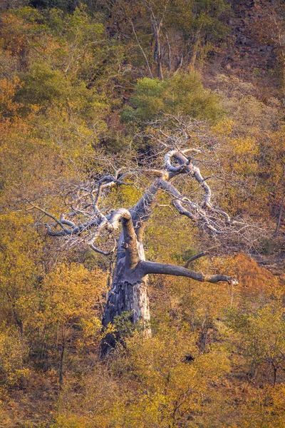 Baobab δέντρο στο εθνικό πάρκο Κρούγκερ, Νότια Αφρική — Φωτογραφία Αρχείου