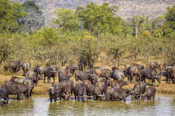 Bawół afrykański w Kruger National park, Afryka Południowa — Zdjęcie stockowe