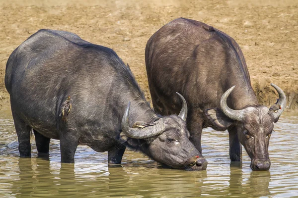 Bawół afrykański w Kruger National park, Afryka Południowa — Zdjęcie stockowe