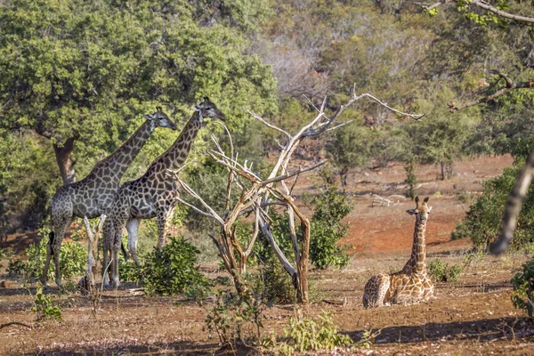 Giraffe in Kruger National park, South Africa — Stock Photo, Image