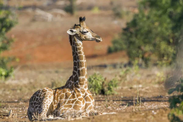 南アフリカのクルーガー国立公園のキリン — ストック写真