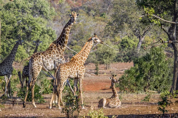 Giraffe im Kruger Nationalpark, Südafrika — Stockfoto