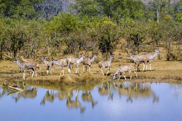 Grande kudu nel parco nazionale di Kruger, Sud Africa — Foto Stock