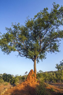 Termitler Höyük Kruger National park, Güney Afrika