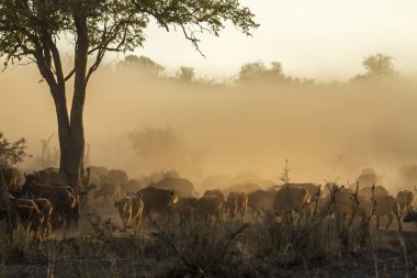 Afrika manda Kruger National park, Güney Afrika