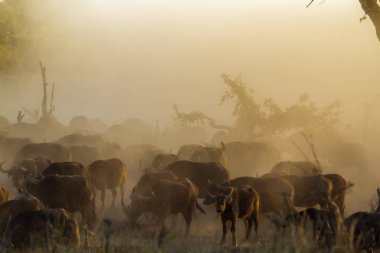 Afrika manda Kruger National park, Güney Afrika