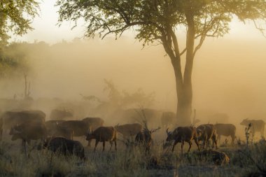 Afrika manda Kruger National park, Güney Afrika