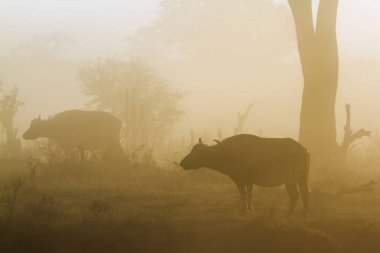 Afrika manda Kruger National park, Güney Afrika