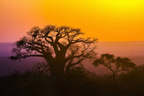 Baobab дерево краєвид в Національний парк Крюгера, Південно-Африканська Республіка — стокове фото