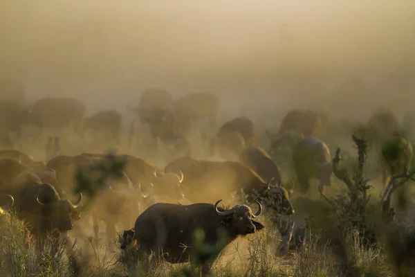 Búfalo africano no Parque Nacional Kruger, África do Sul — Fotografia de Stock