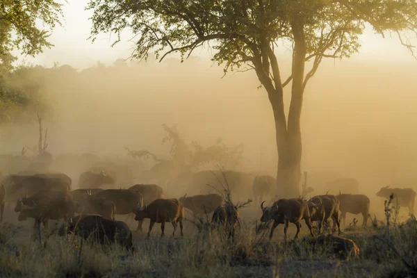 African buffalo in Kruger National park, South Africa — Stock Photo, Image