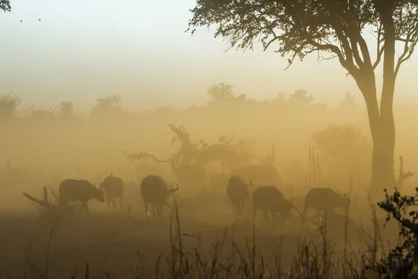 African buffalo in Kruger National park, South Africa — Stock Photo, Image