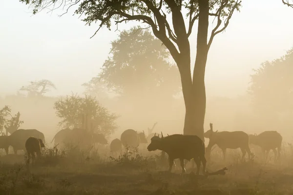 Африканські буйволи в Національний парк Крюгера, Південно-Африканська Республіка — стокове фото