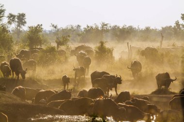 Afrika manda Kruger National park, Güney Afrika