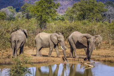 Afrika bush fil Kruger National park, Güney Afrika