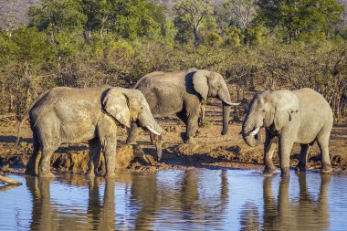 Afrika bush fil Kruger National park, Güney Afrika