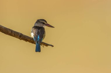 Kahverengi başlıklı Kingfisher Kruger National park, Güney Afrika
