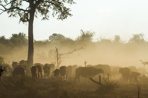 Kafferbivaly Kruger Nemzeti park, Dél-afrikai Köztársaság — Stock Fotó