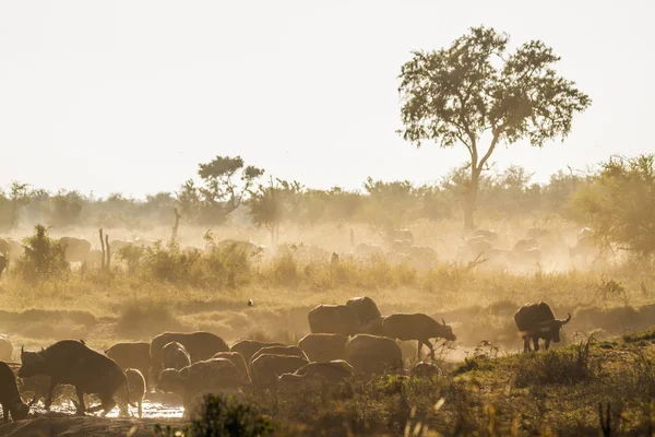 Kafferbivaly Kruger Nemzeti park, Dél-afrikai Köztársaság — Stock Fotó