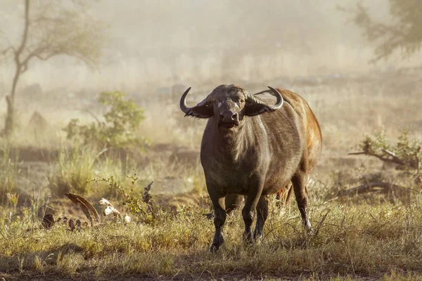 Búfalo africano no Parque Nacional Kruger, África do Sul — Fotografia de Stock