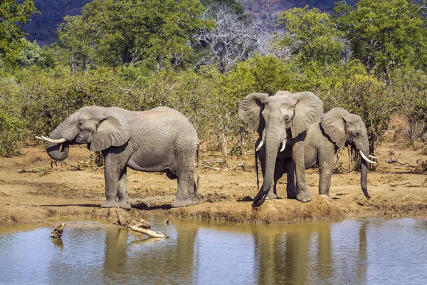 Elefante cespuglio africano nel parco nazionale di Kruger, Sud Africa — Foto Stock