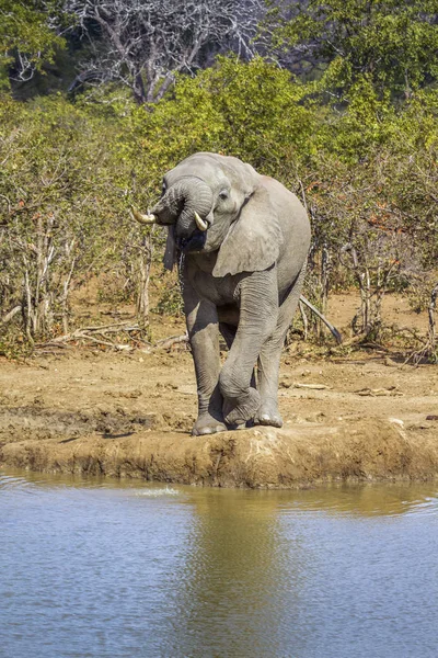 Afrika bush fil Kruger National park, Güney Afrika — Stok fotoğraf