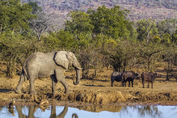 Éléphant de brousse d'Afrique dans le parc national Kruger, Afrique du Sud — Photo