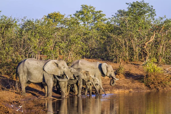 African bush elephant in Kruger National park, South Africa — Stock Photo, Image