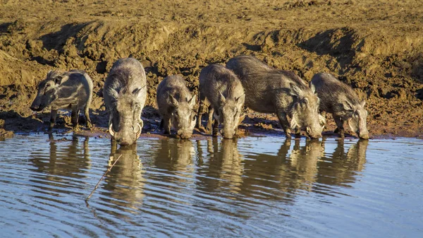 Warthog comum no parque nacional de Kruger, África do Sul — Fotografia de Stock