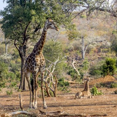 Kruger Ulusal Parkı 'nda zürafa, Güney Afrika