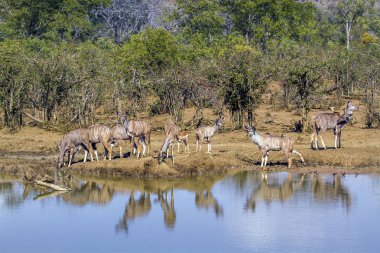 Büyük kudu Kruger National park, Güney Afrika