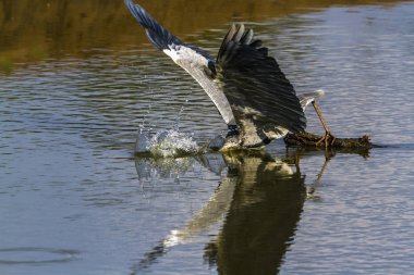 Gri balıkçıl Kruger National park, Güney Afrika