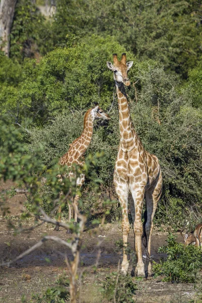 Giraffe im Kruger Nationalpark, Südafrika — Stockfoto