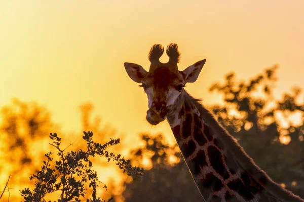 Zsiráf a Kruger Nemzeti Parkban, Dél-Afrika — Stock Fotó