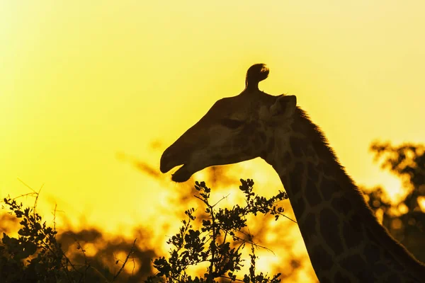 Żyrafa w Parku Narodowym Kruger, Republika Południowej Afryki — Zdjęcie stockowe