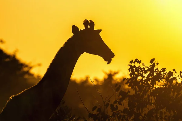 Giraffa nel Parco Nazionale di Kruger, Sud Africa — Foto Stock