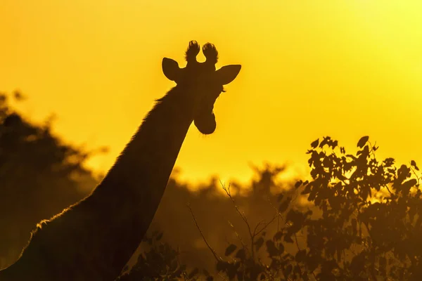 Girafe en Kruger National Park, Afrique du Sud — Photo