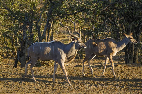 Gran kudu en el parque nacional Kruger, Sudáfrica —  Fotos de Stock