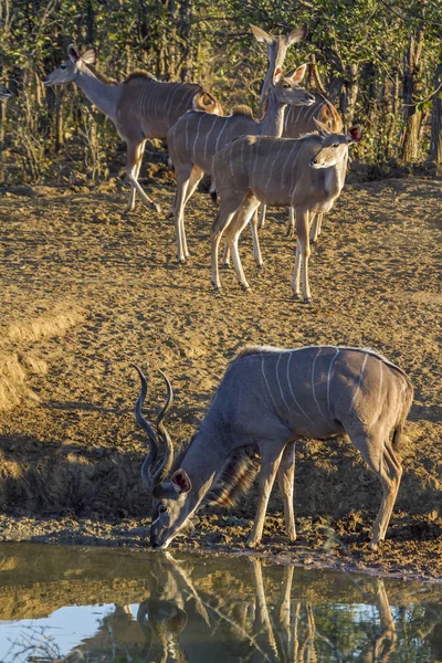 Większe kudu w Kruger National park, Afryka Południowa — Zdjęcie stockowe