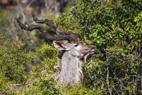 Większe kudu w Kruger National park, Afryka Południowa — Zdjęcie stockowe