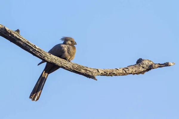 Grey go-away bird in Kruger National park, South Africa — Stock Photo, Image
