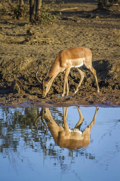 Közönséges Impala Kruger Nemzeti park, Dél-afrikai Köztársaság — Stock Fotó